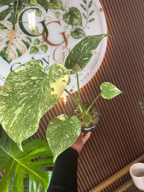0253 Monstera Green Snow