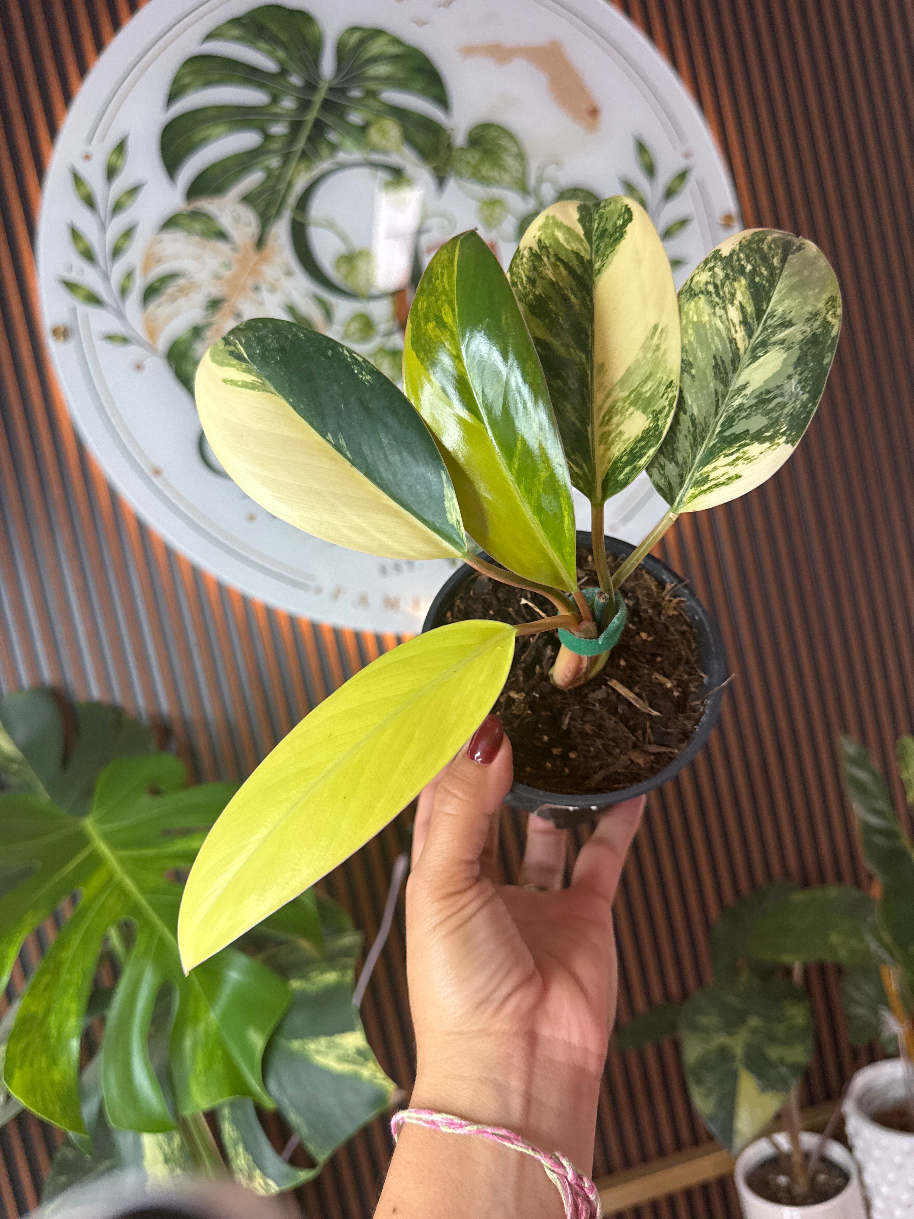 0301 Philodendron Red Congo