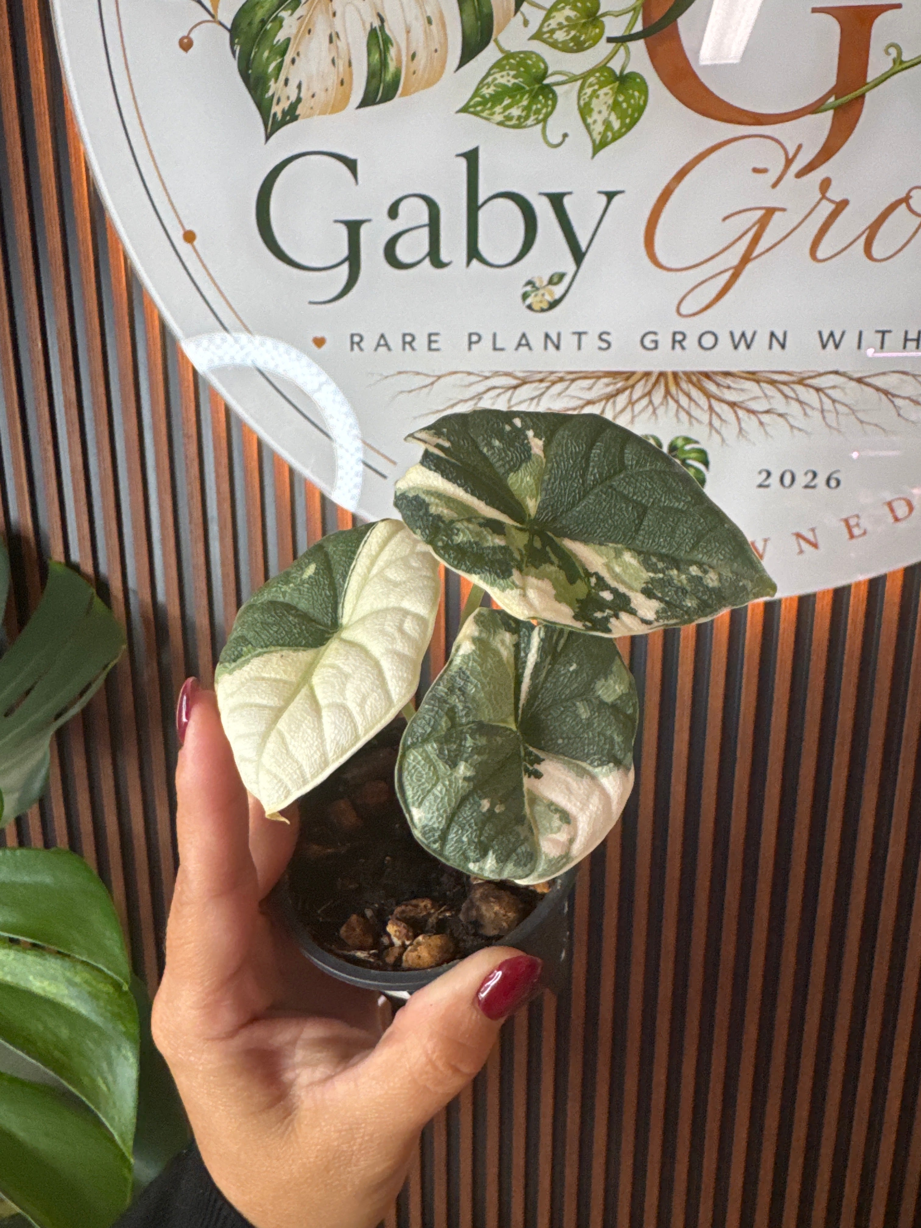 0309 Alocasia melo Albo