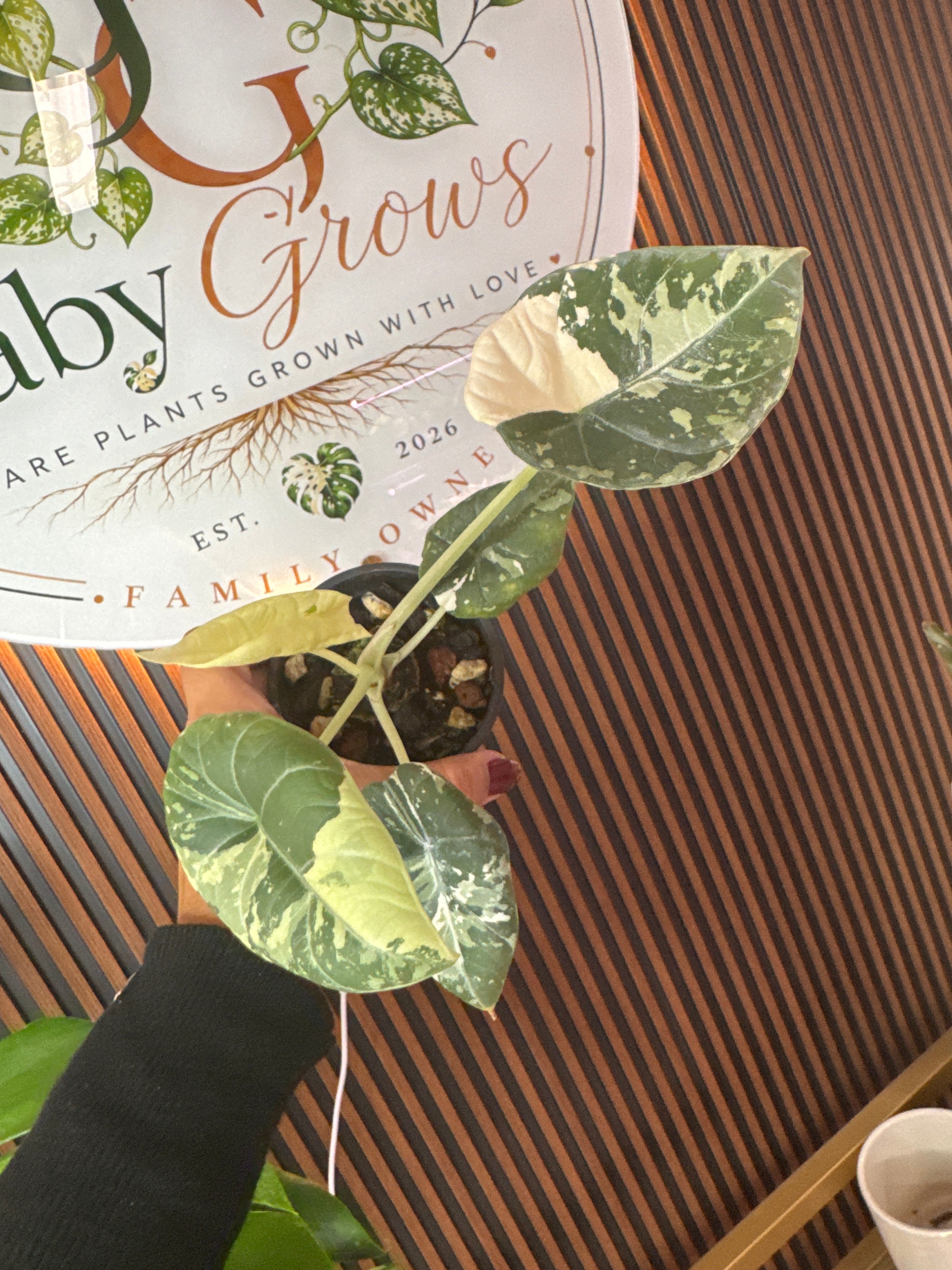 Alocasia Maharani Albo
