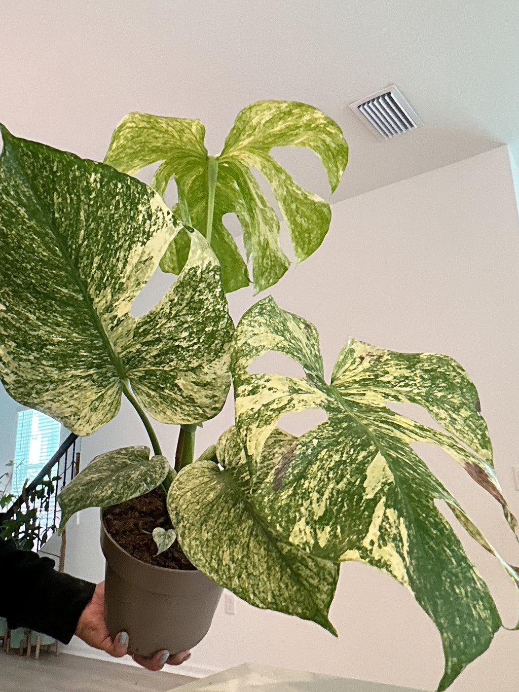 Monstera Mint