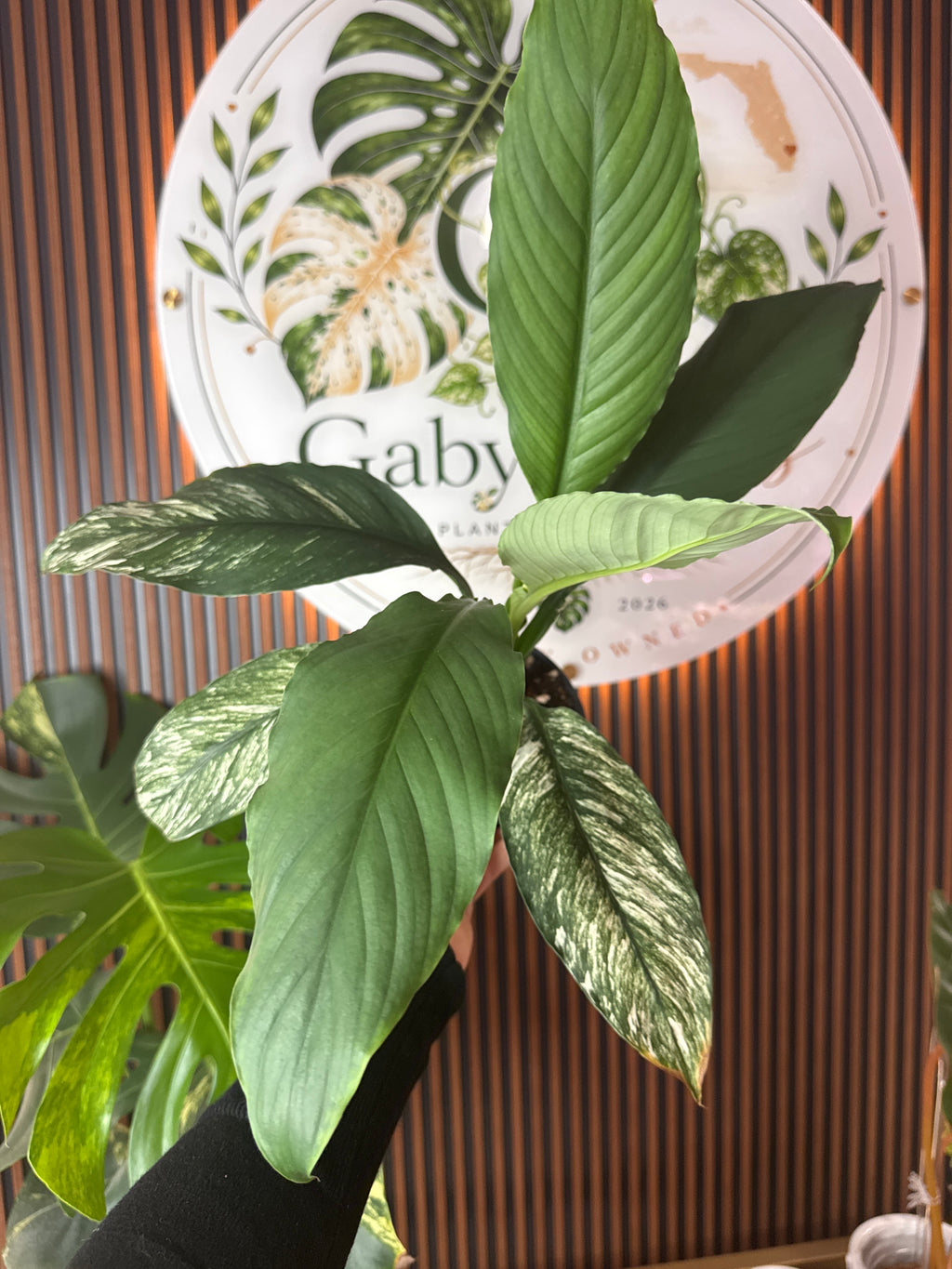 0261 Spathiphyllum Sensation variegated