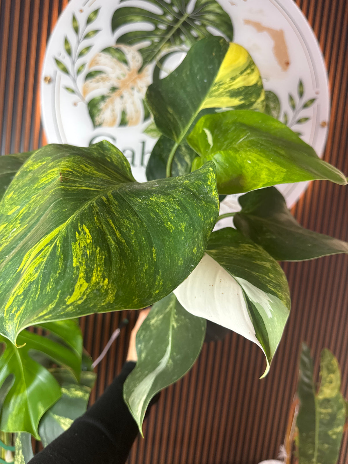 0285 Philodendron White Wizard variegated Tricolor