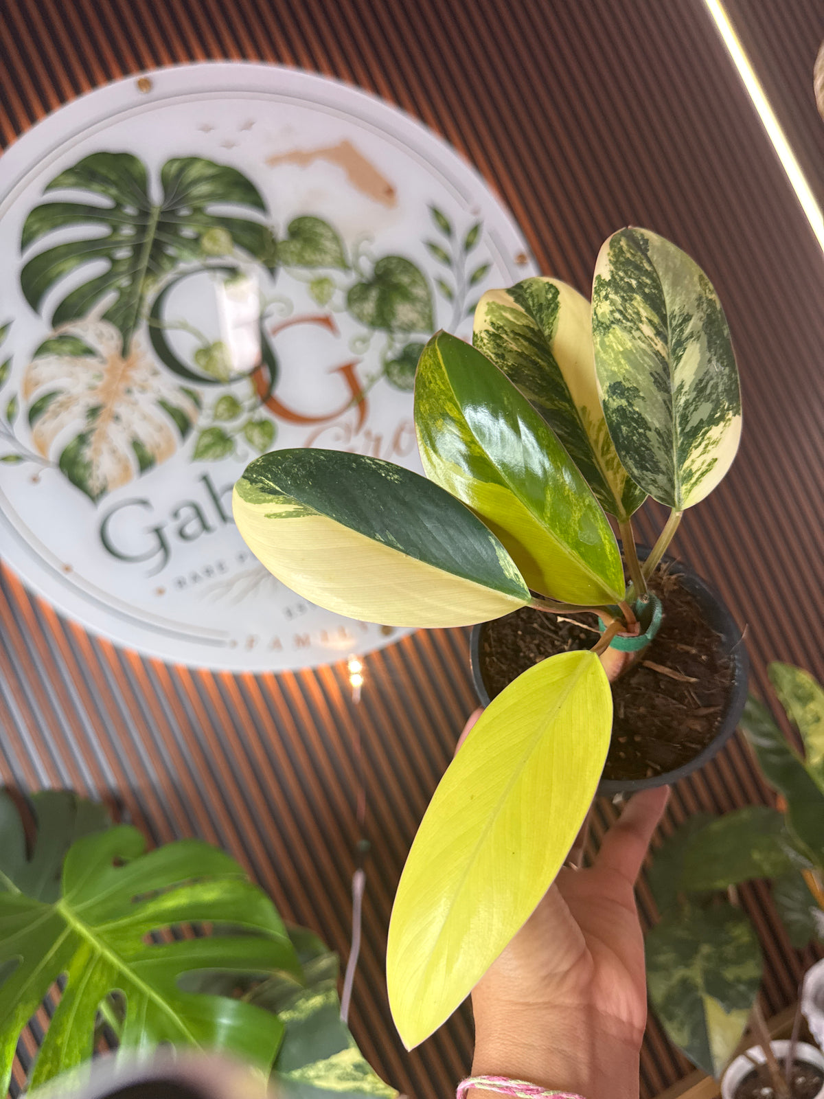 0301 Philodendron Red Congo