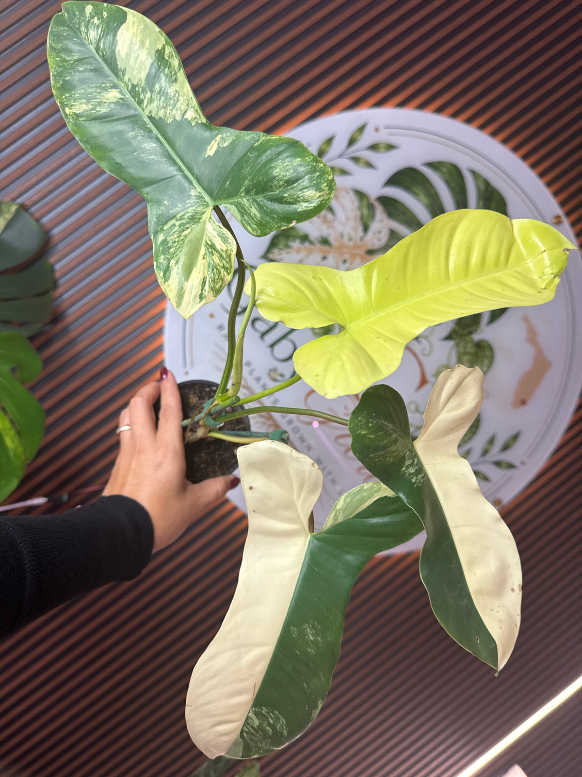 0250 Philodendron Paraiso X Florida Beauty