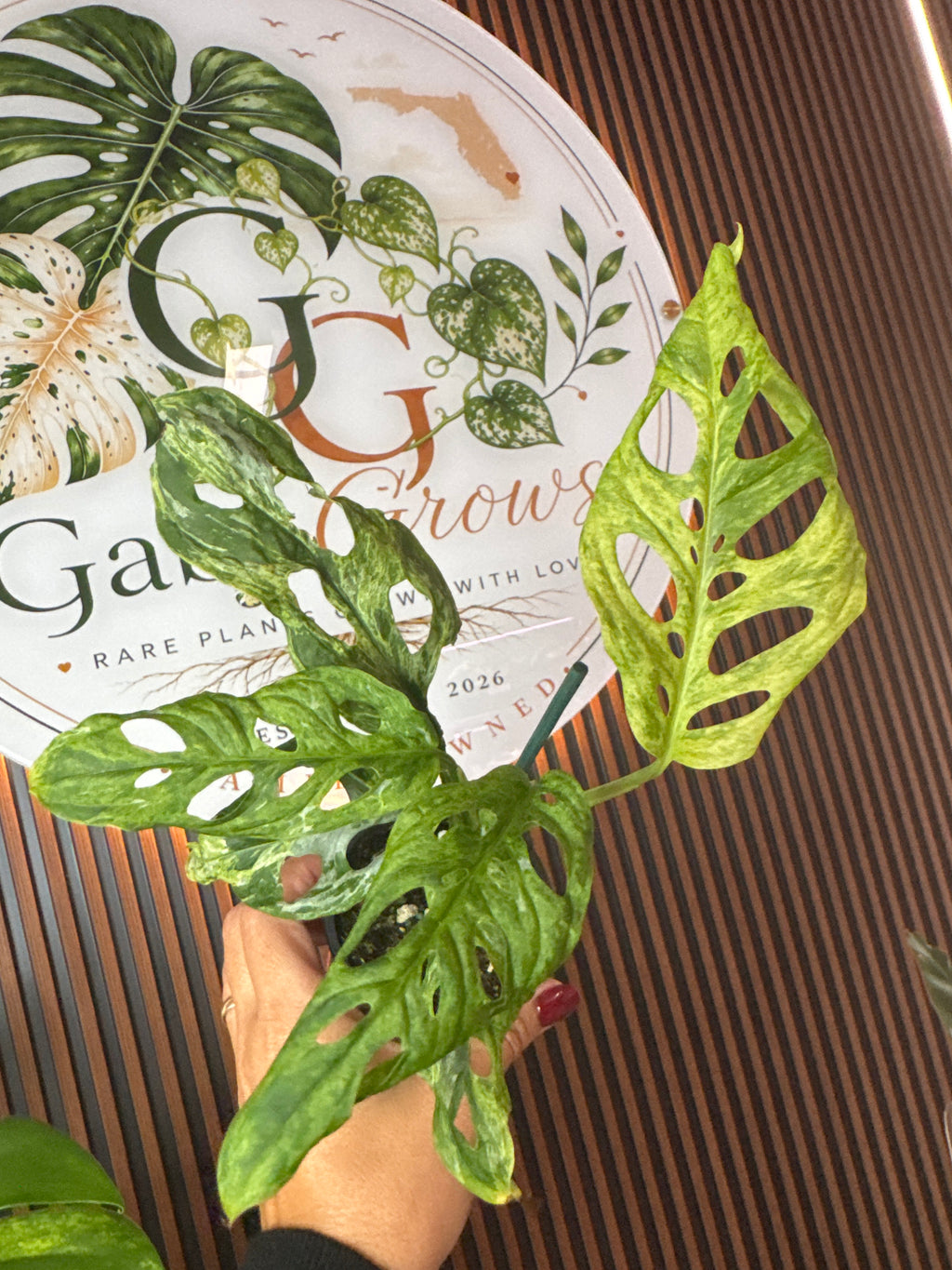 0311 Monstera adansonii laniata mottled