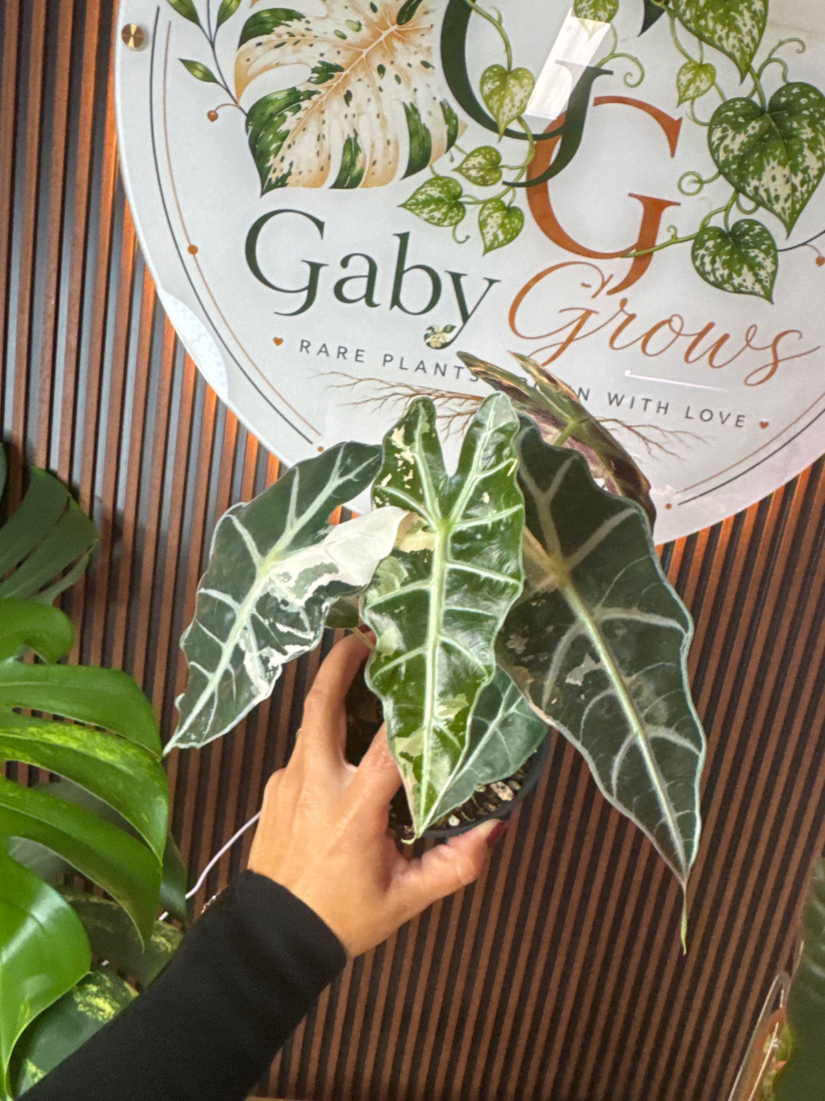 0256 Alocasia amazonica pink variegated