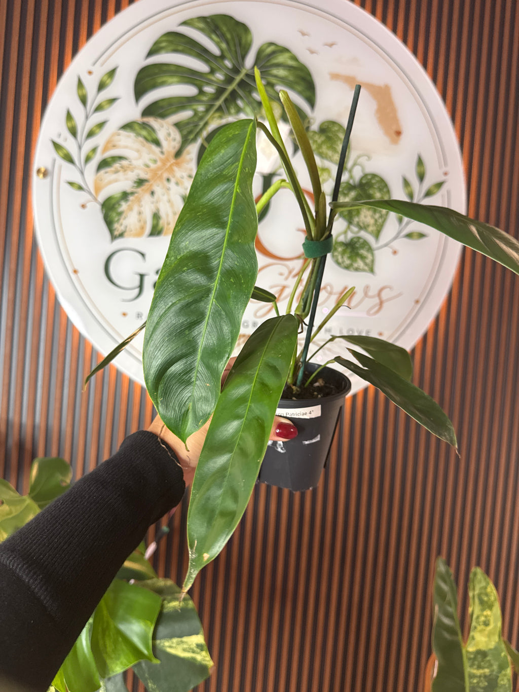 0316 Philodendron Patriciae