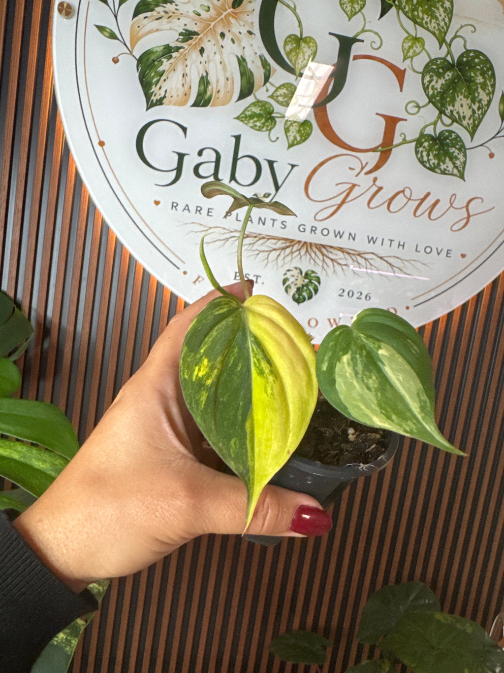 Philodendron micans Aurea variegated