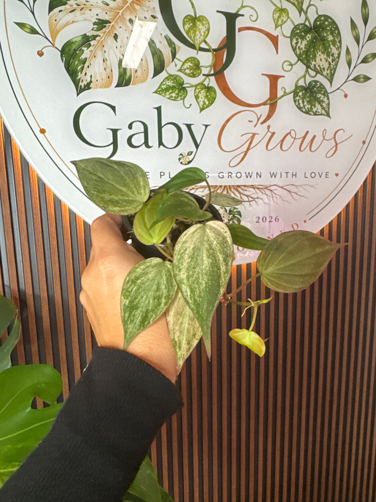 0304 Philodendron micans Pink Mint variegated