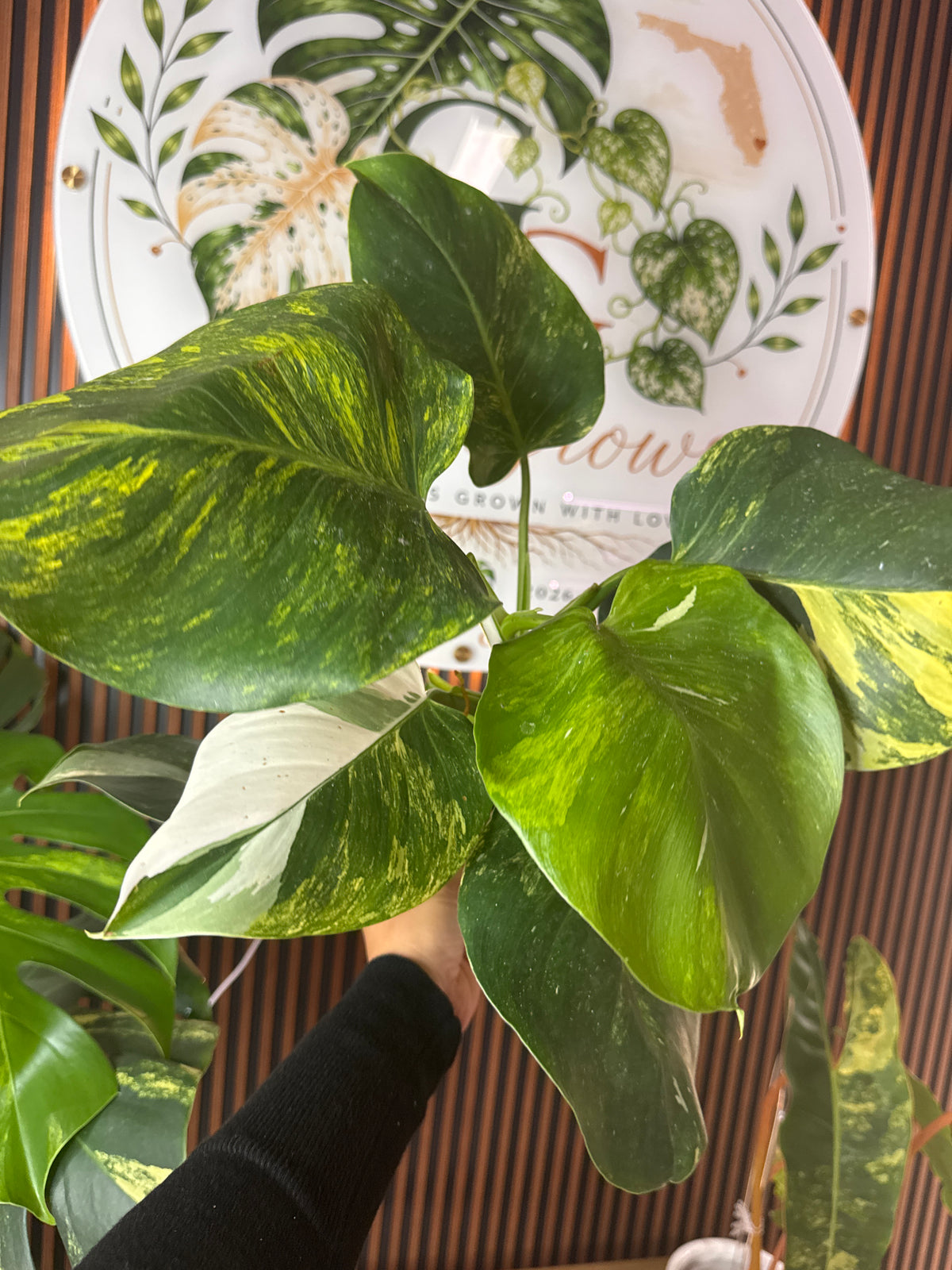 0285 Philodendron White Wizard variegated Tricolor