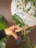 Begonia Ginny Galaxi variegated