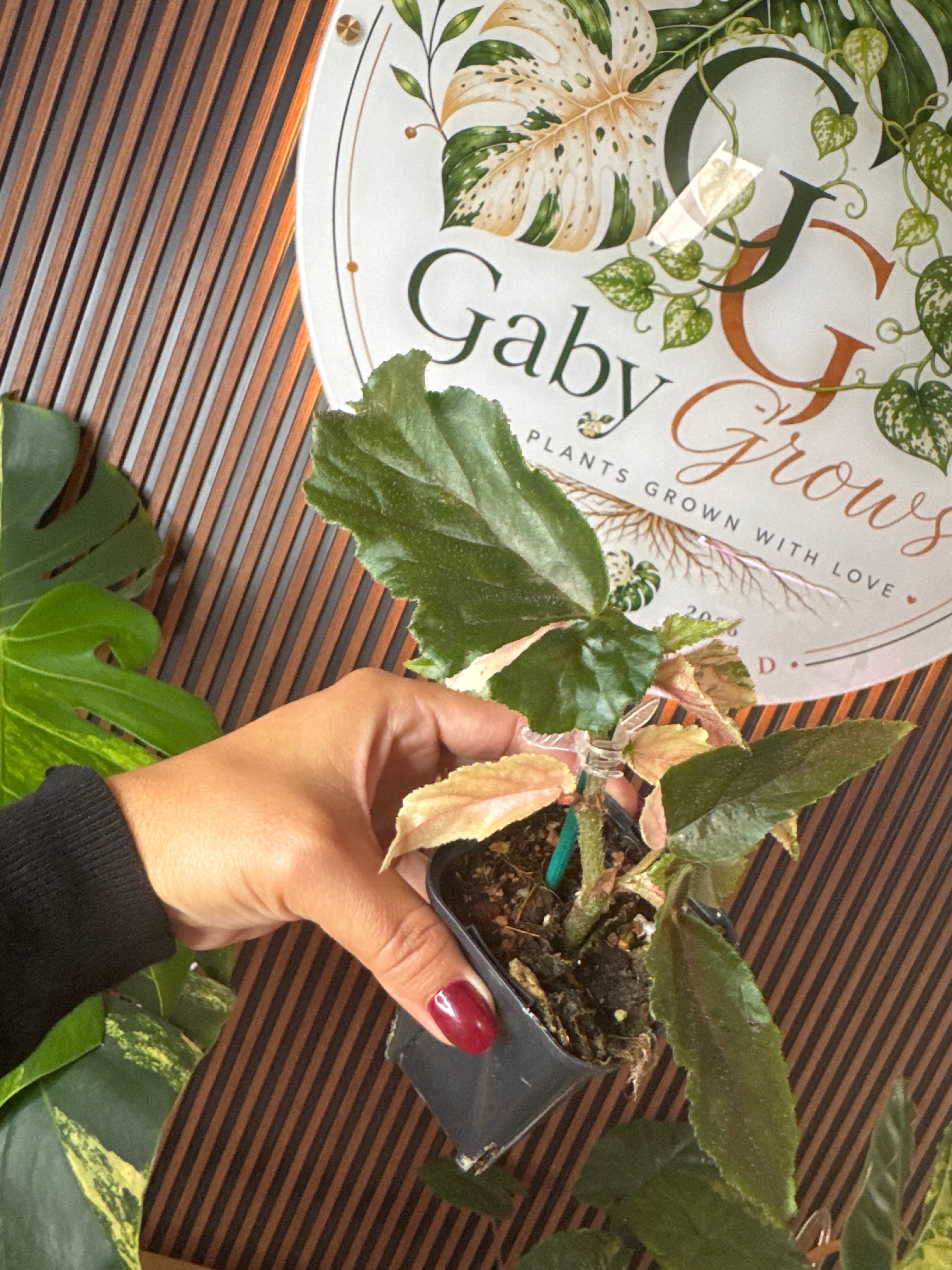 Begonia Ginny Galaxi variegated