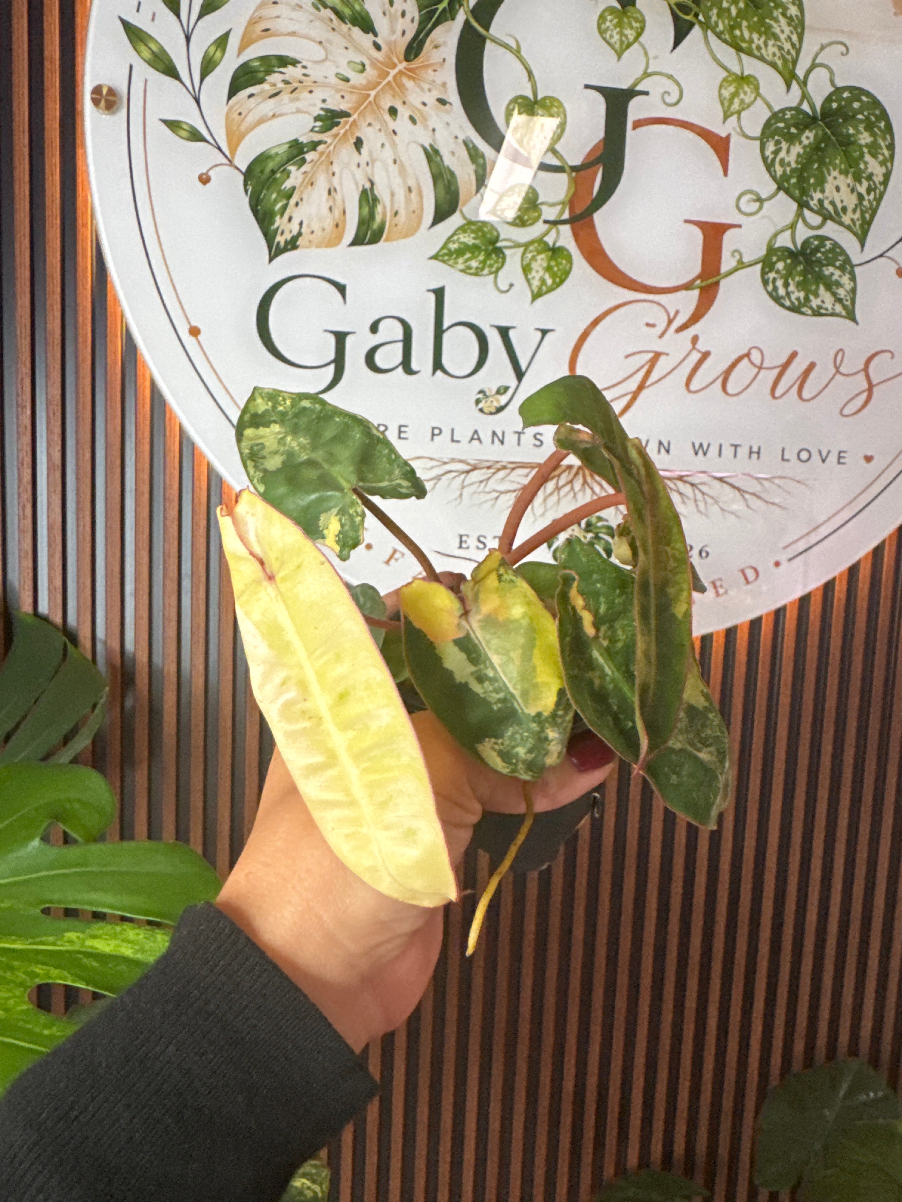 Philodendron billietiae variegated