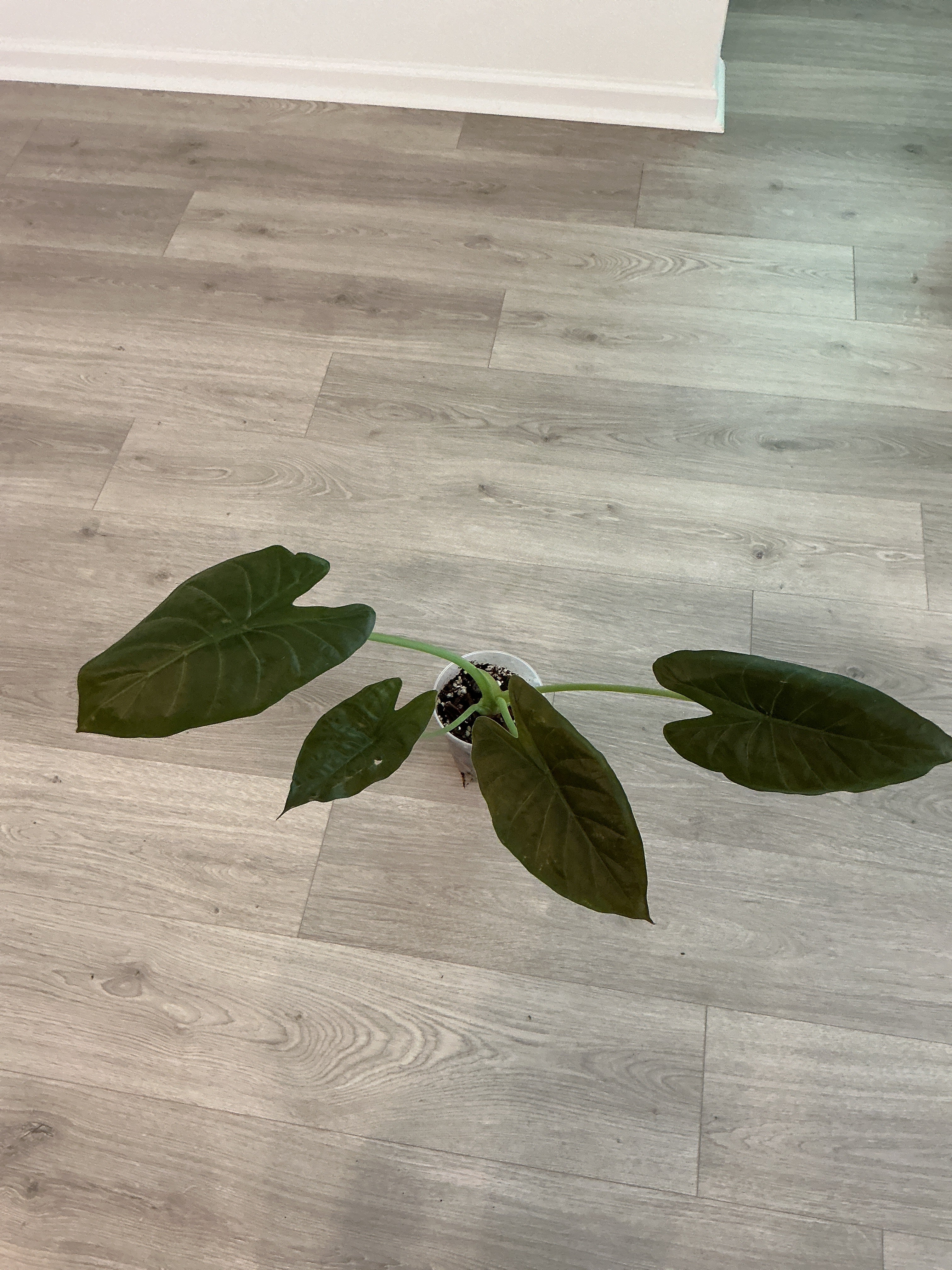 Alocasia Longiloba large