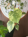 0252 Monstera Legacy