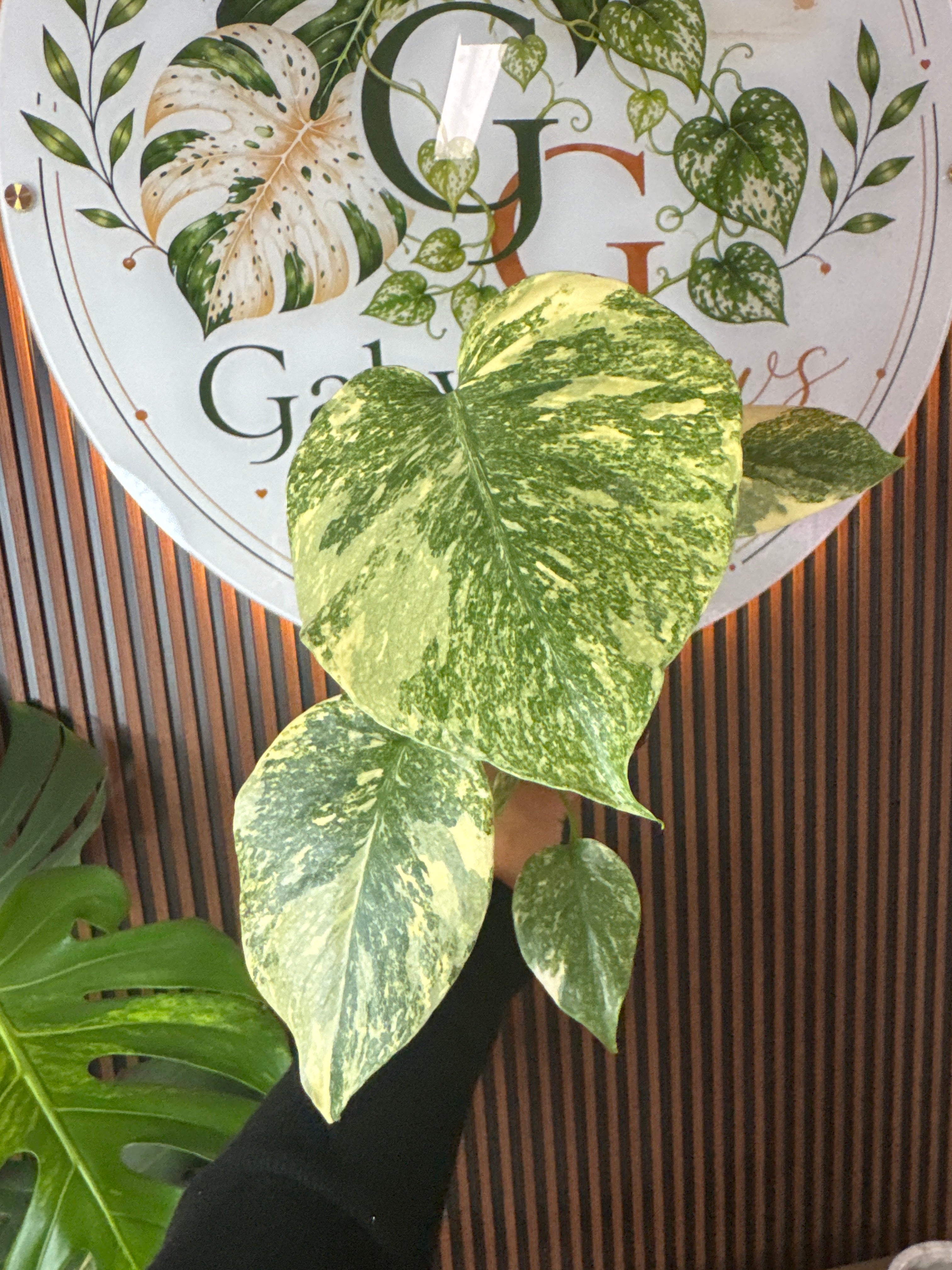 0252 Monstera Legacy