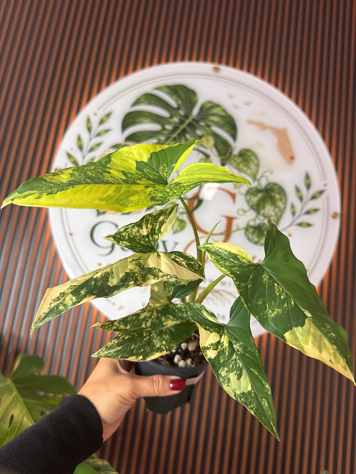 0327 Syngonium Aurea