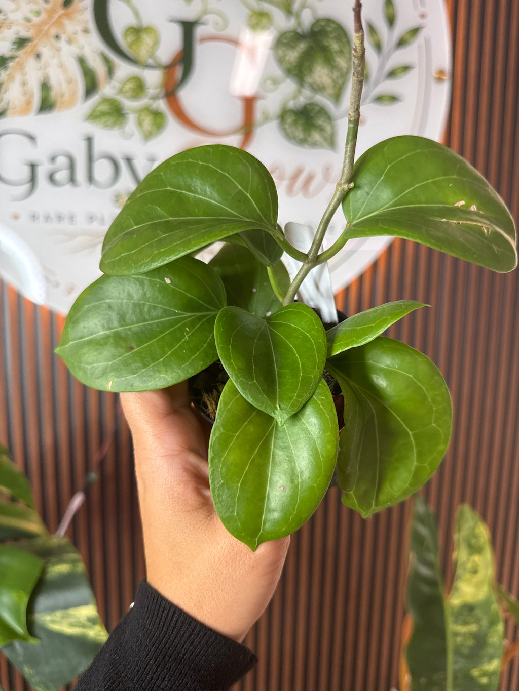 0321 Hoya cominsini