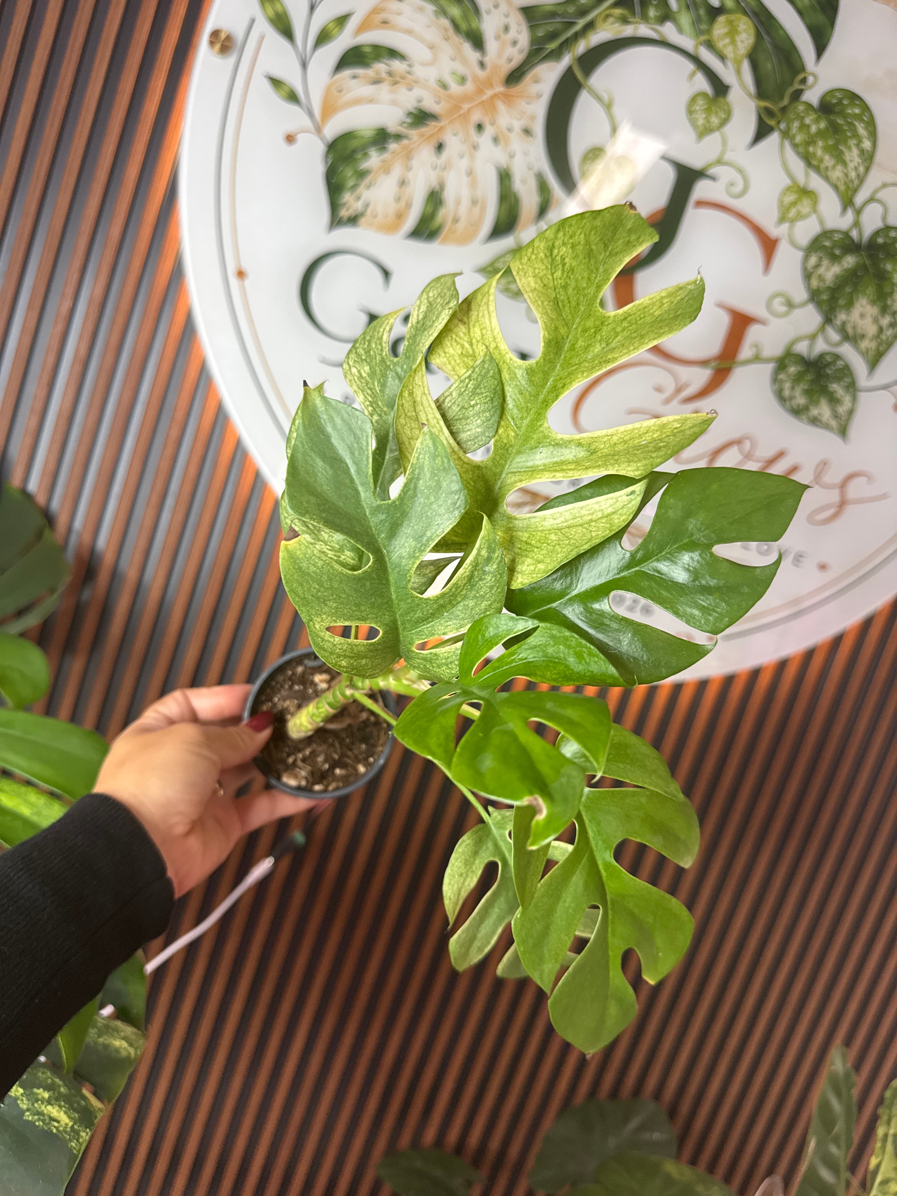 0303 Rhaphidophora tetrasperma Mini Monstera Mint variegated