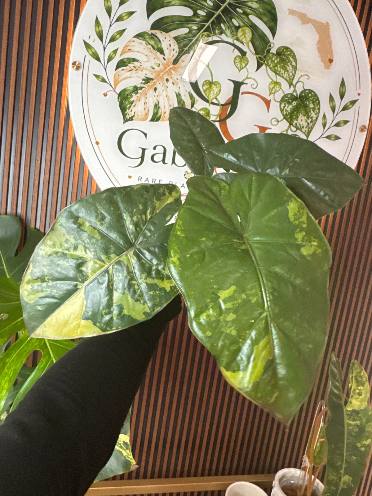 Alocasia 'Yucatan Princess' variegated