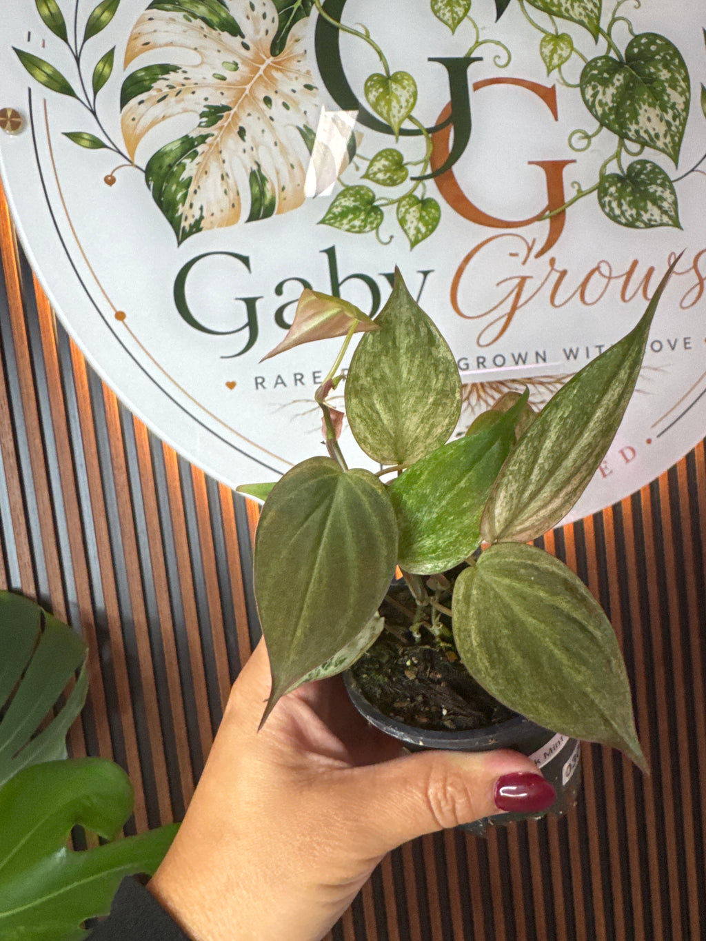 0304 Philodendron micans Pink Mint variegated