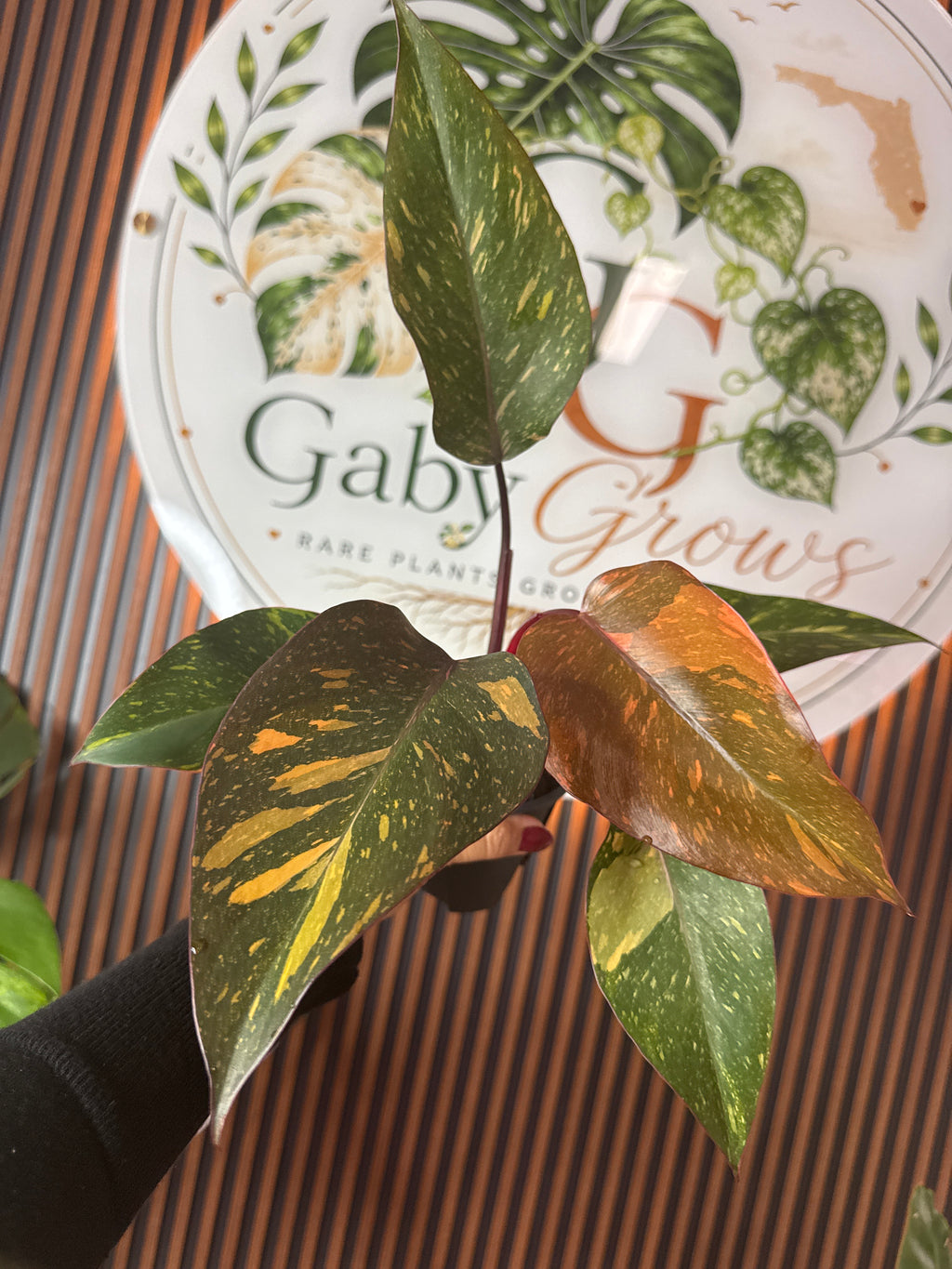 0314 Philodendron Orange Princess