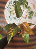 0314 Philodendron Orange Princess