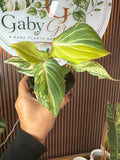 0264 Philodendron gloriosum Galaxi variegated