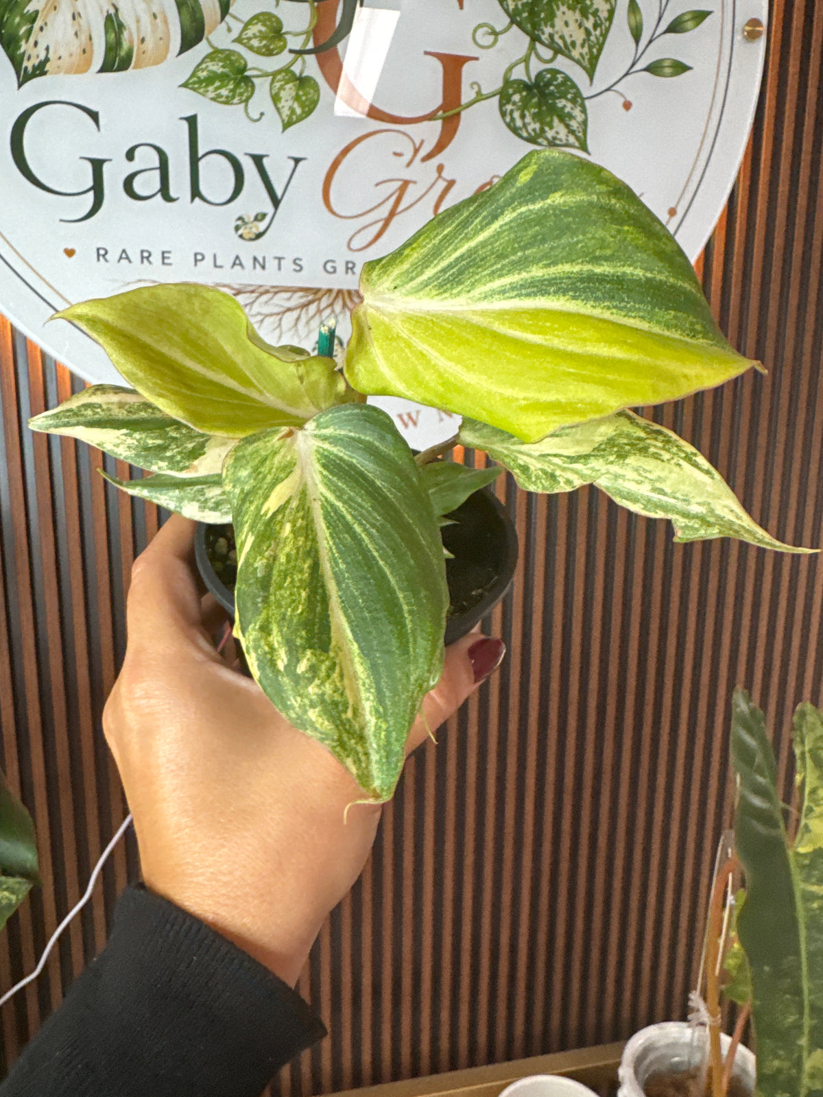 0264 Philodendron gloriosum Galaxi variegated