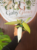 0315 Philodendron Whipple Way