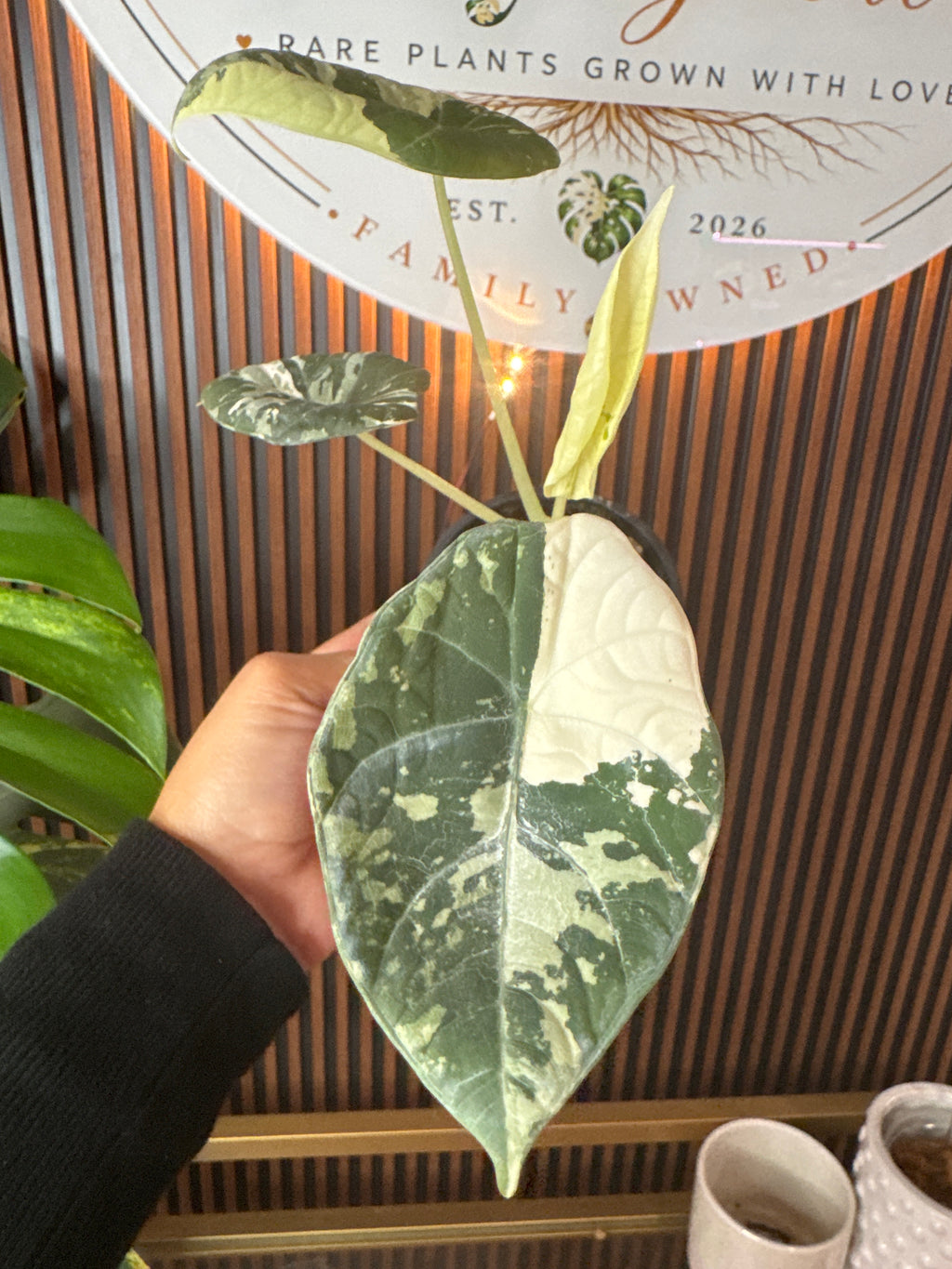 0304 Philodendron micans Pink Mint variegated