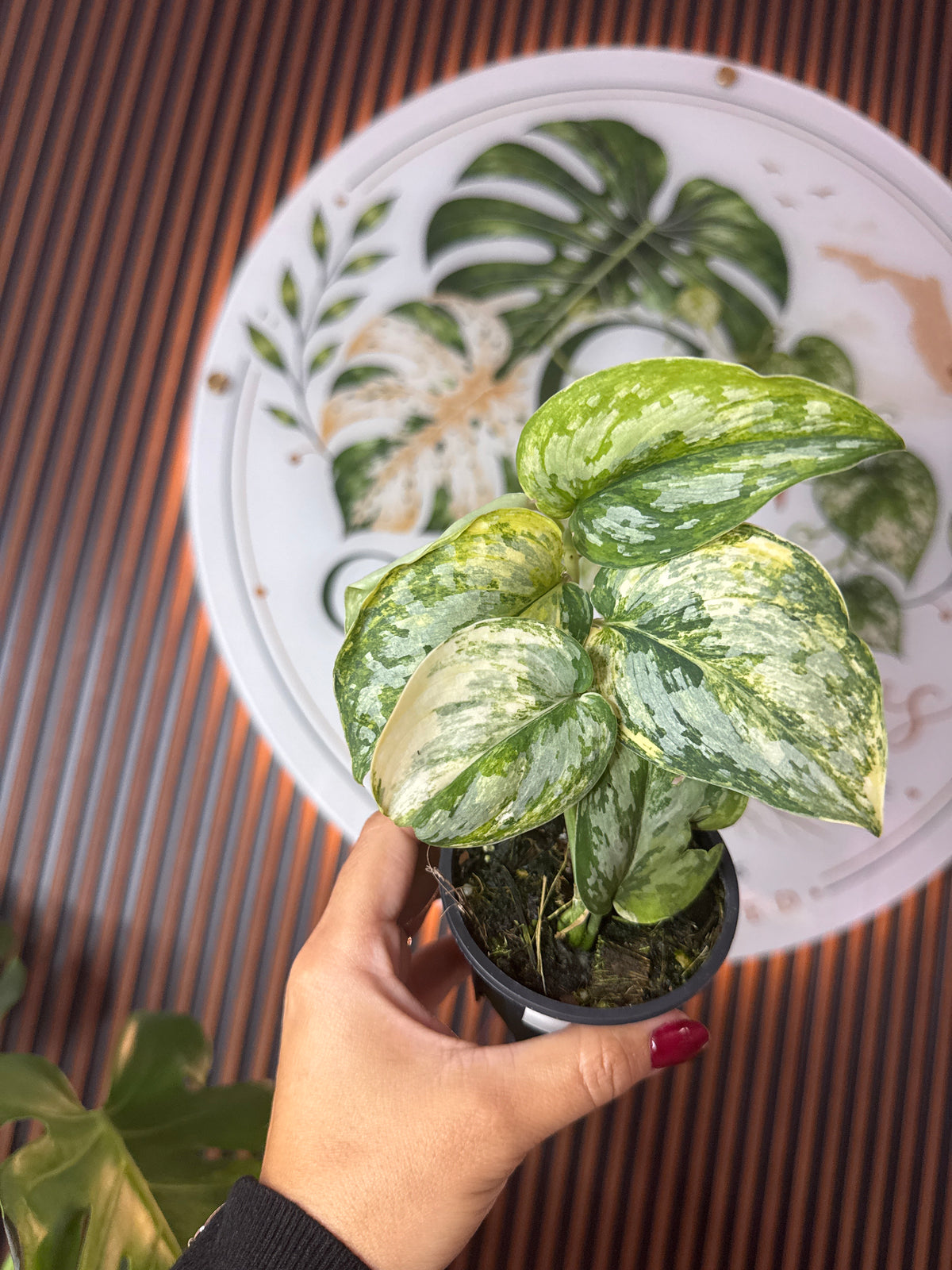 Scindapsus geulis