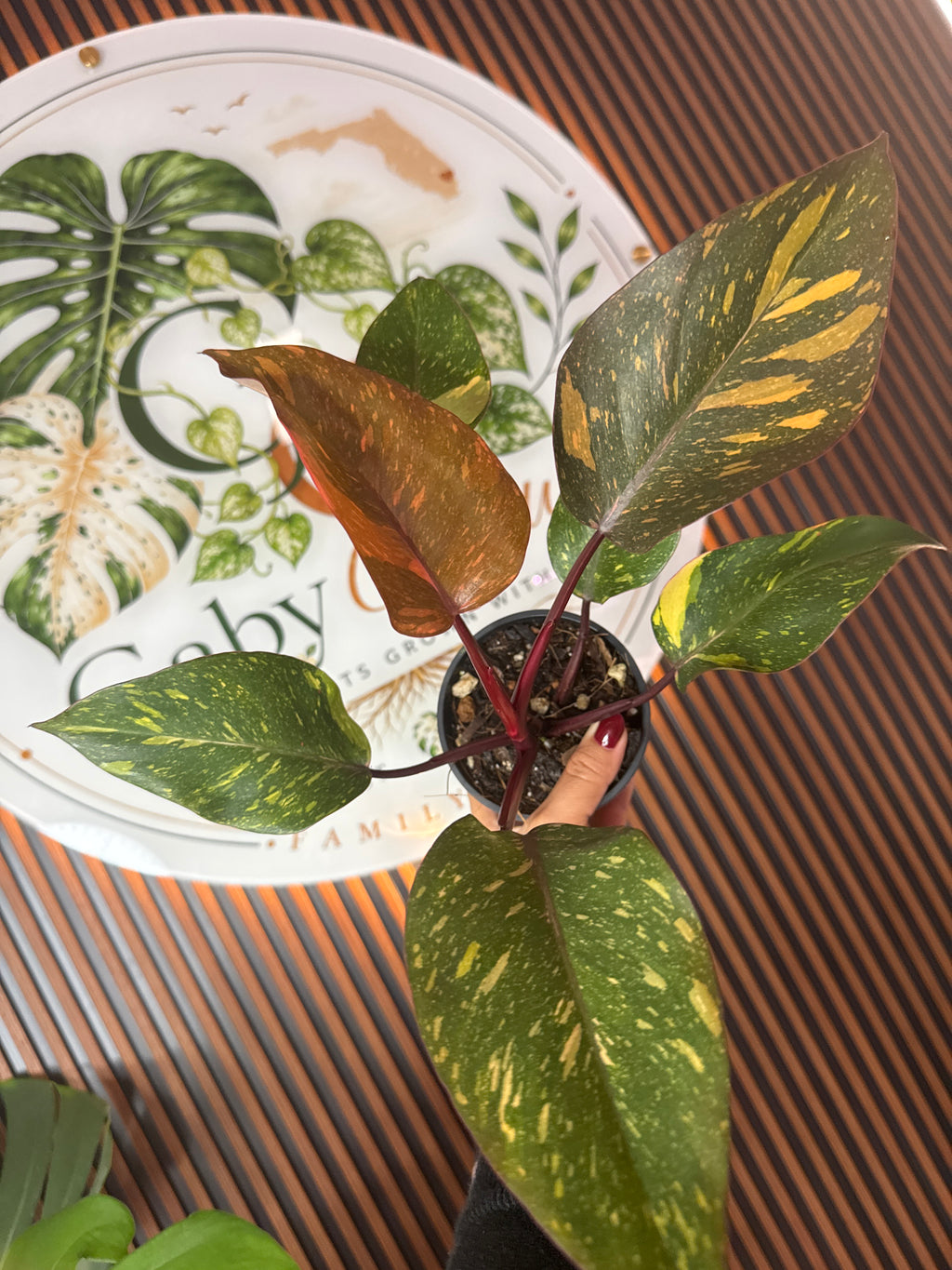 0314 Philodendron Orange Princess