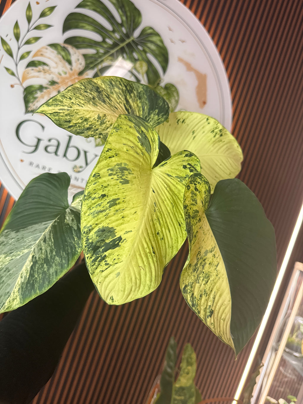 0337 Homalomena red stem Variegated
