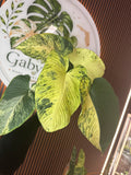 0337 Homalomena red stem Variegated