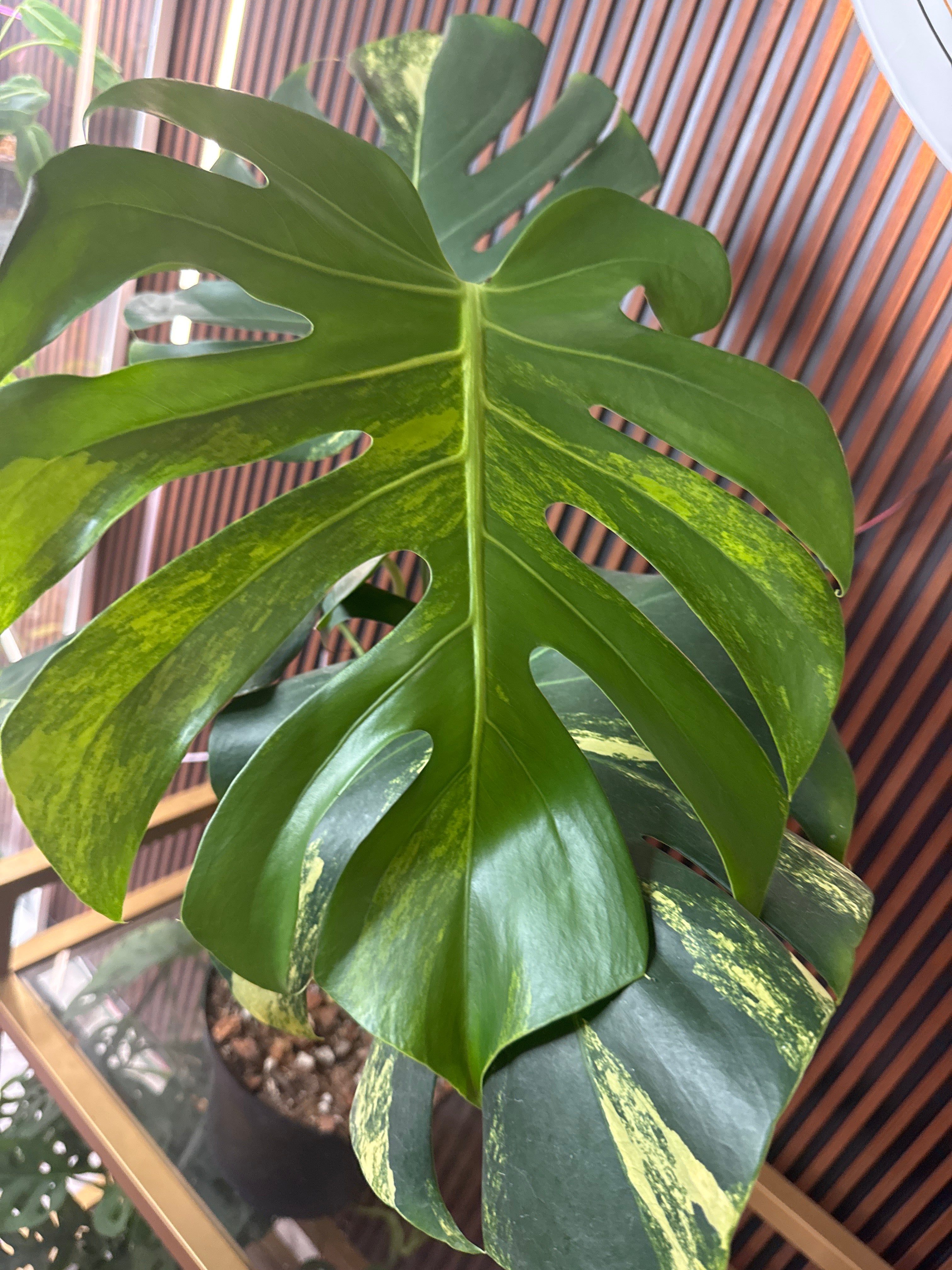 Monstera Yellow Marylin Large