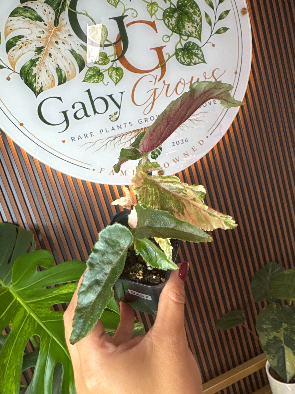 Begonia Ginny Galaxi variegated