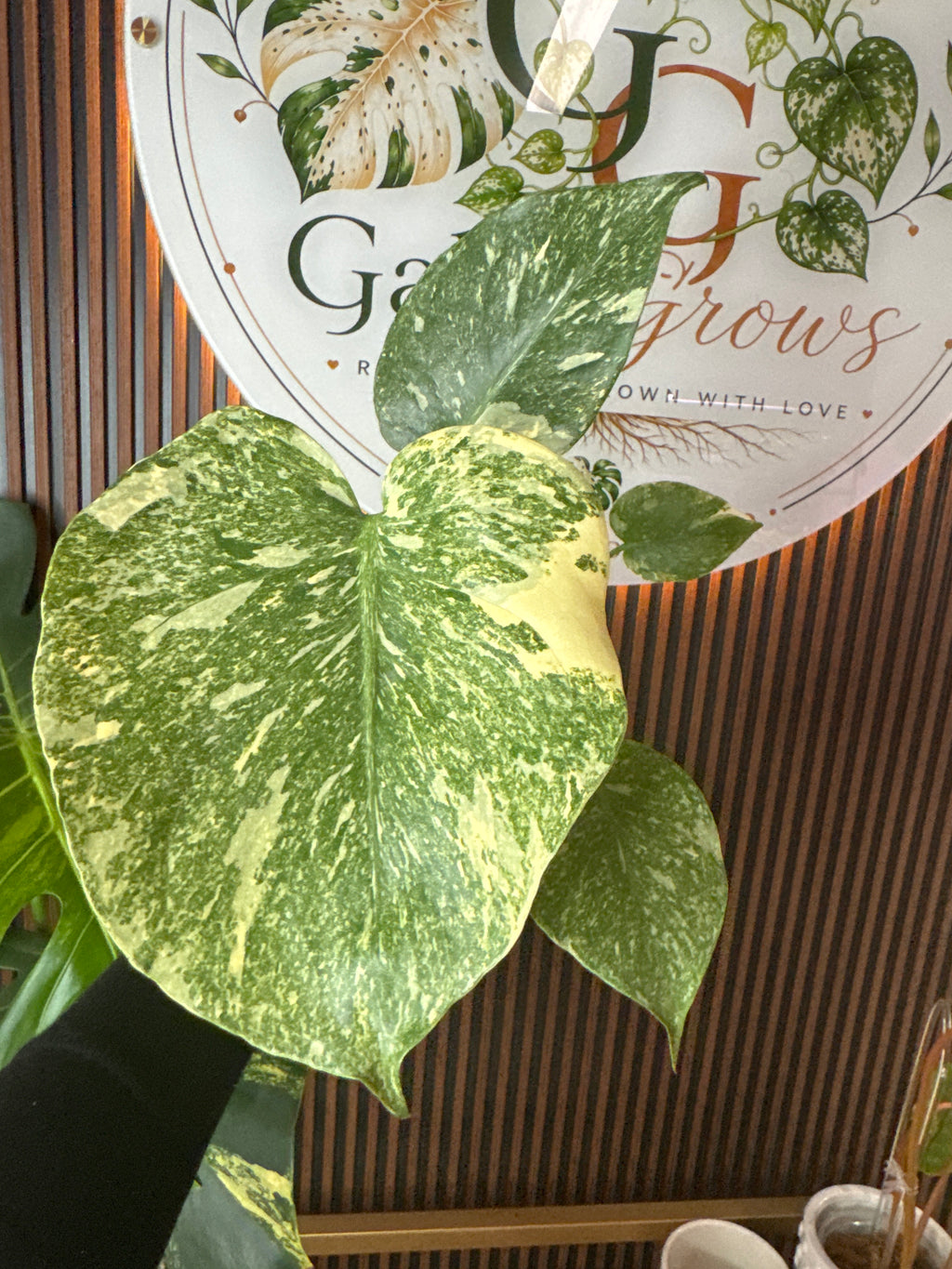 0253 Monstera Green Snow