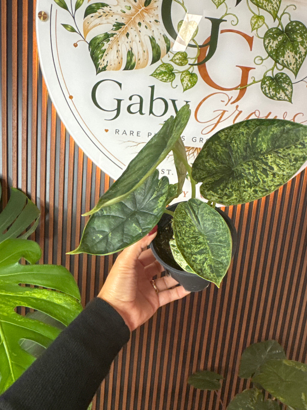 0246 Alocasia Dragon scale mint