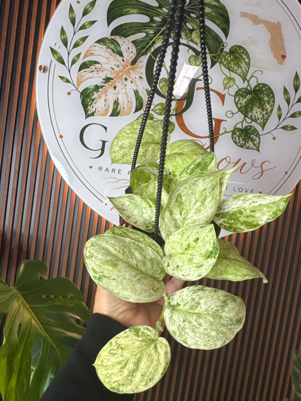 Scindapsus Jade satin Marble HB