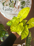 0329 Syngonium Lime Soda