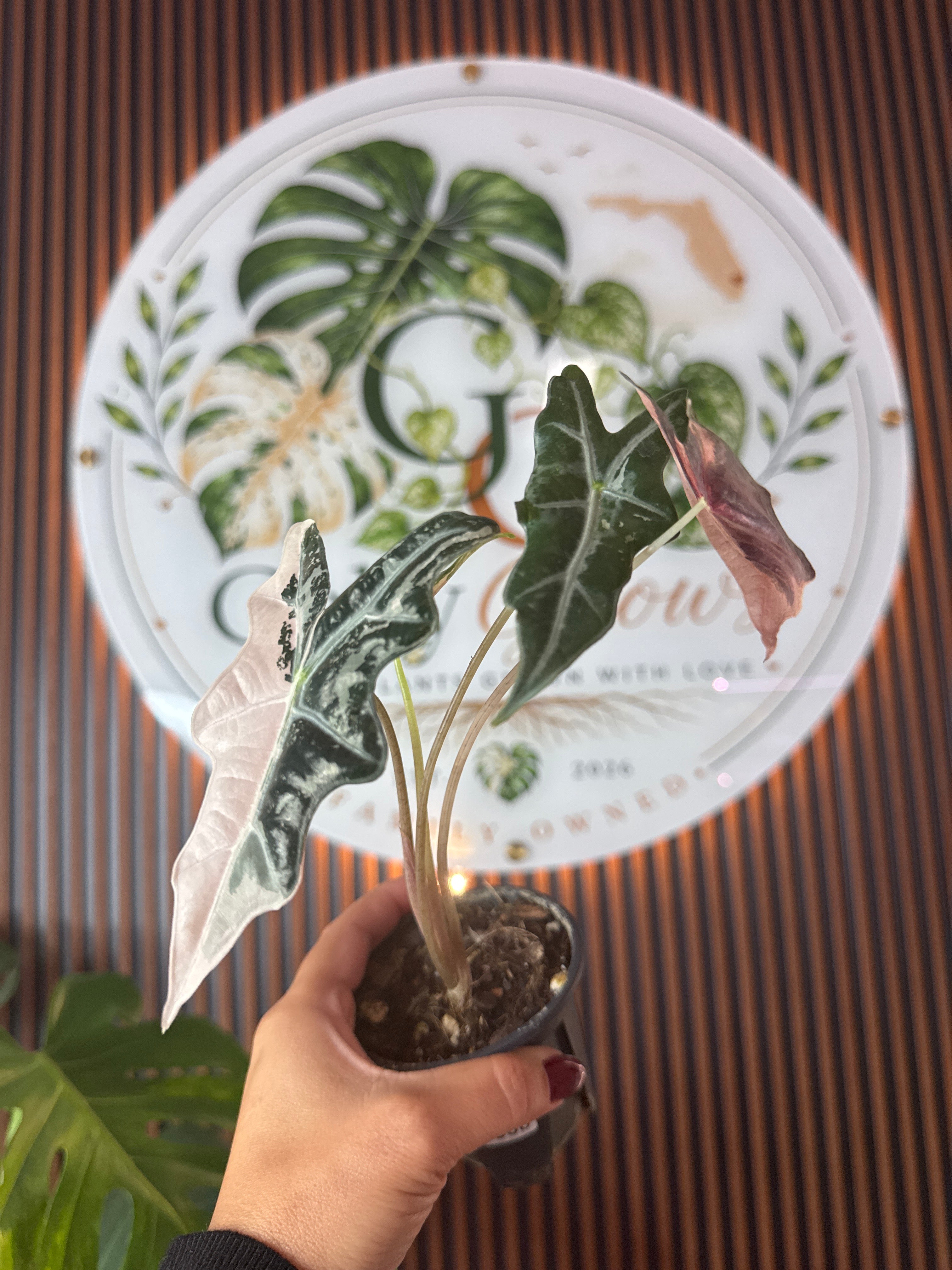 0338 Alocasia sanderiana Nobilis variegated (Pink)