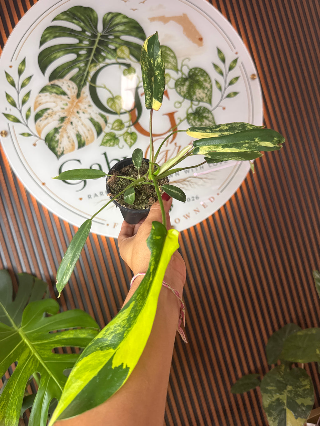 0295 Philodendron Joepi variegated