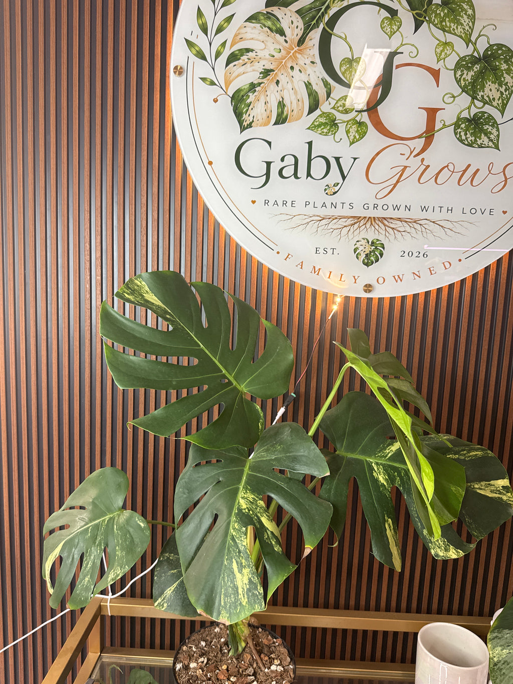 Monstera Yellow Marylin Large