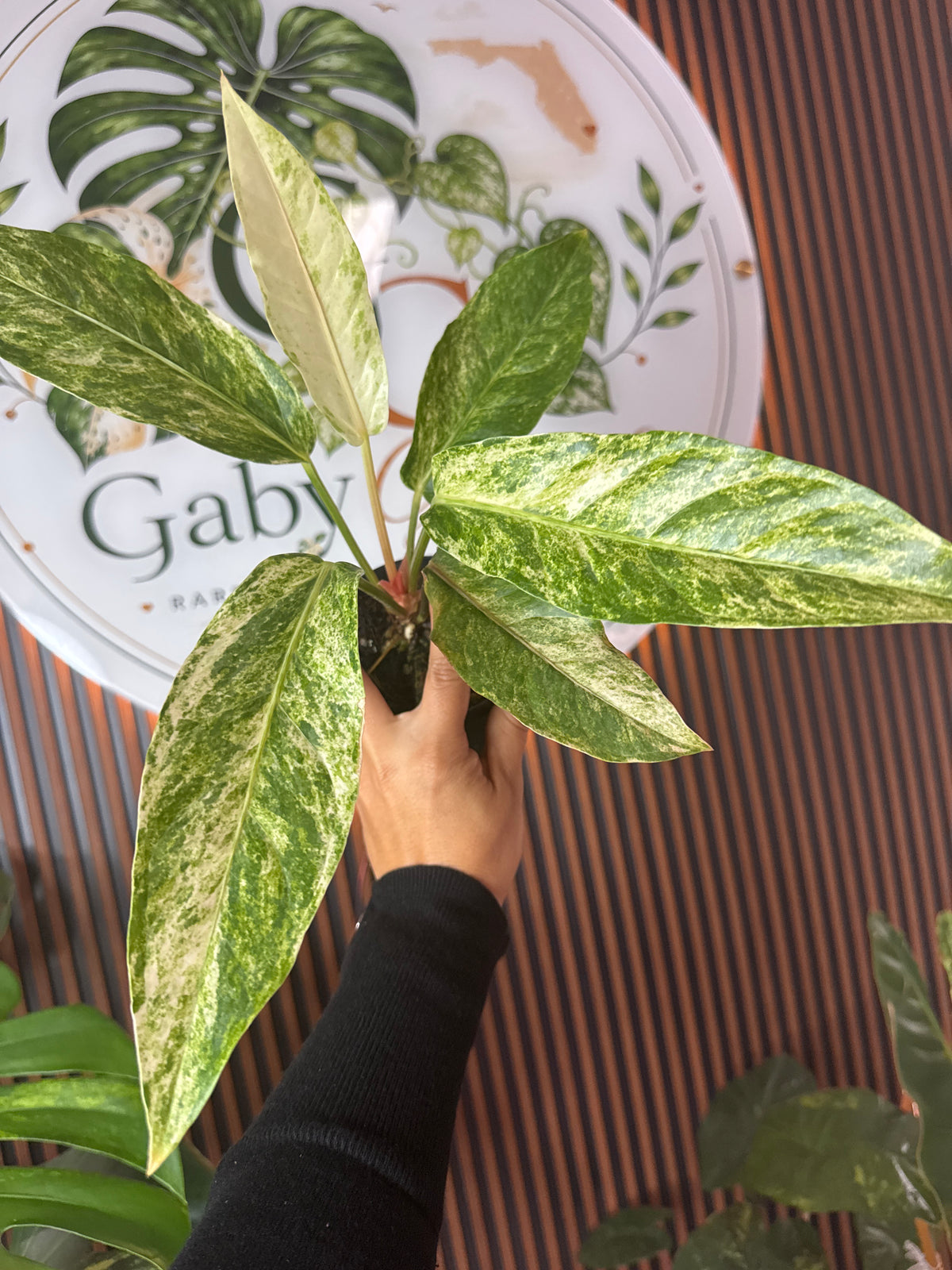 0302 Anthurium renaissanse tricolor