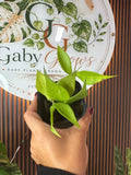 0317 Hoya Polineura