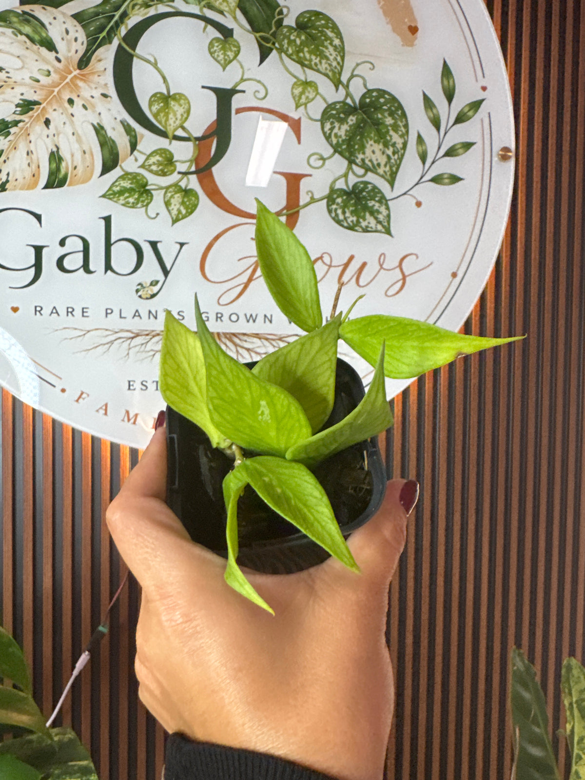 0317 Hoya Polineura