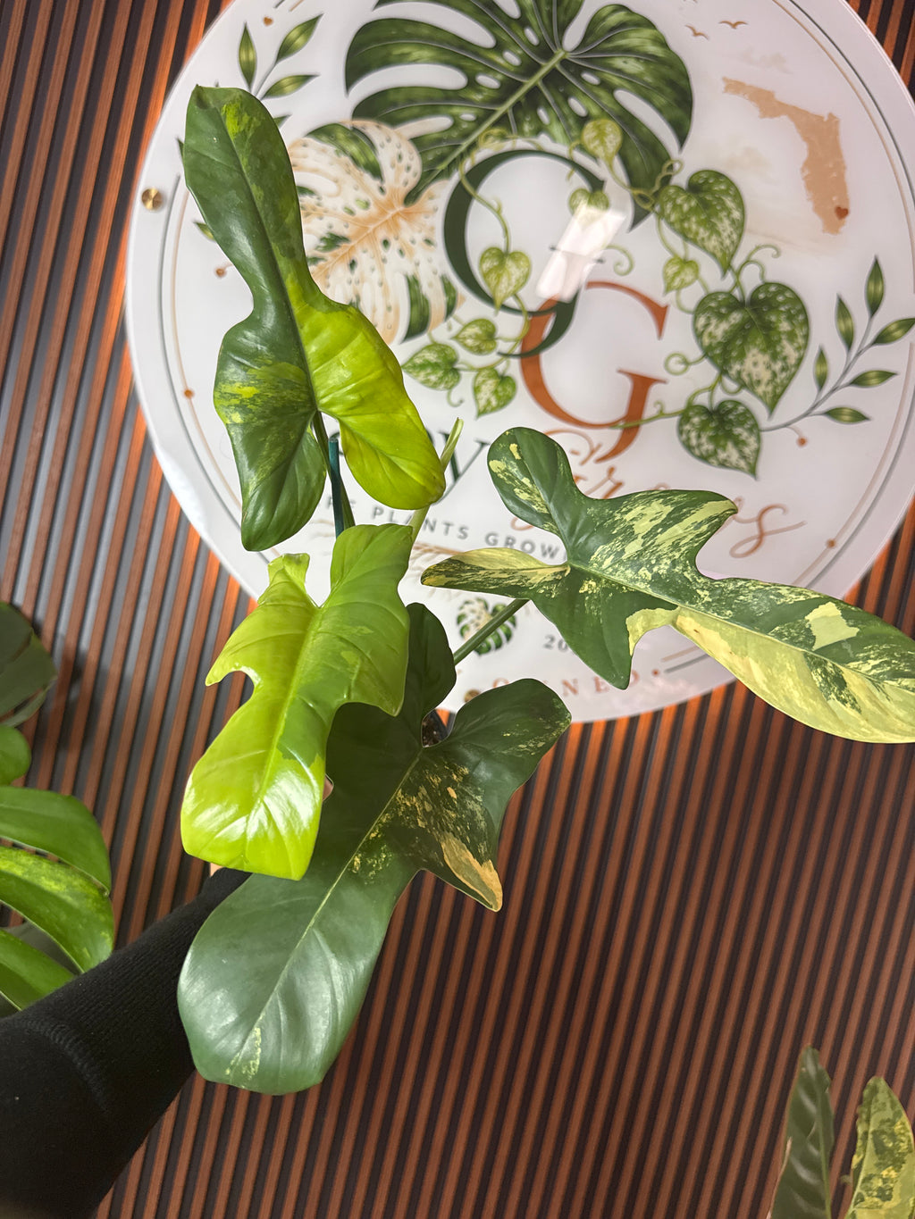 0251 Philodendron Bipennifolium variegated