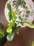 0251 Philodendron Bipennifolium variegated
